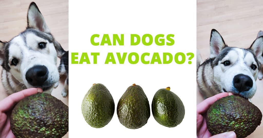 can a dog eat avocado