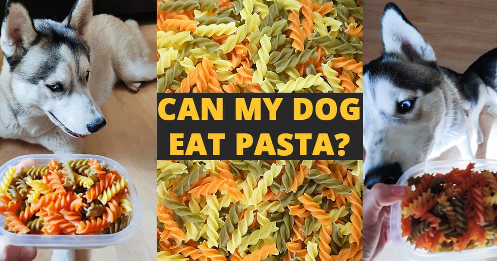 can my dog eat pasta