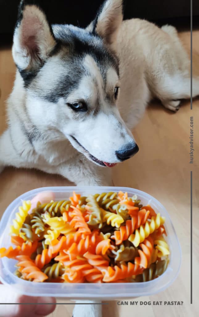 dogs can eat pasta