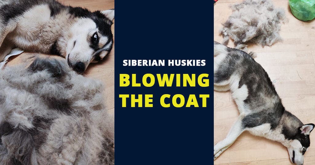 blowing-the-coat-siberian-husky-tips-adviser