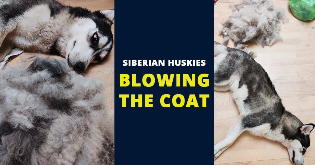Siberian Huskies Blowing The Coat, How Long For Dog To Shed Winter Coat