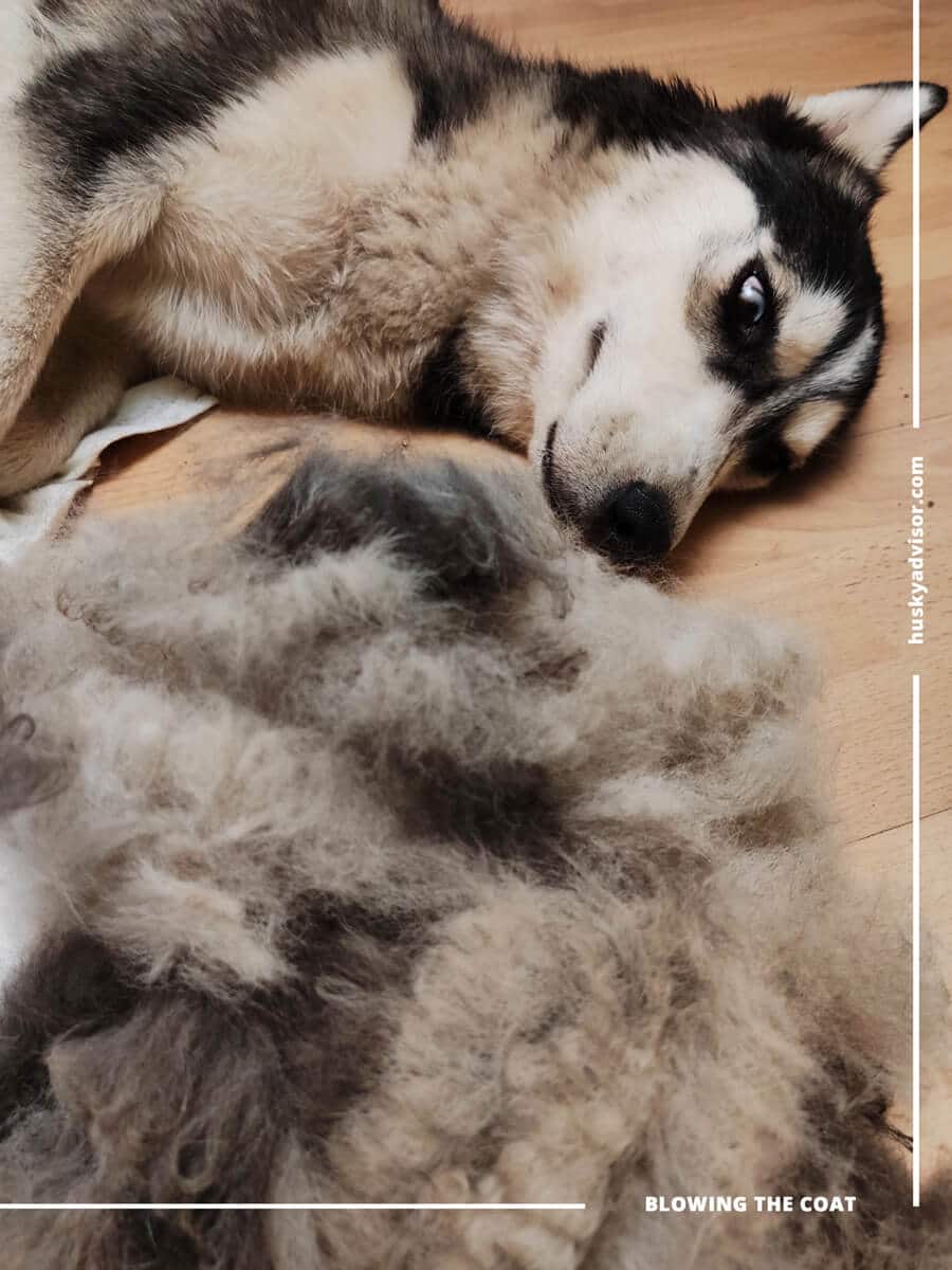 when do huskies shed their coat