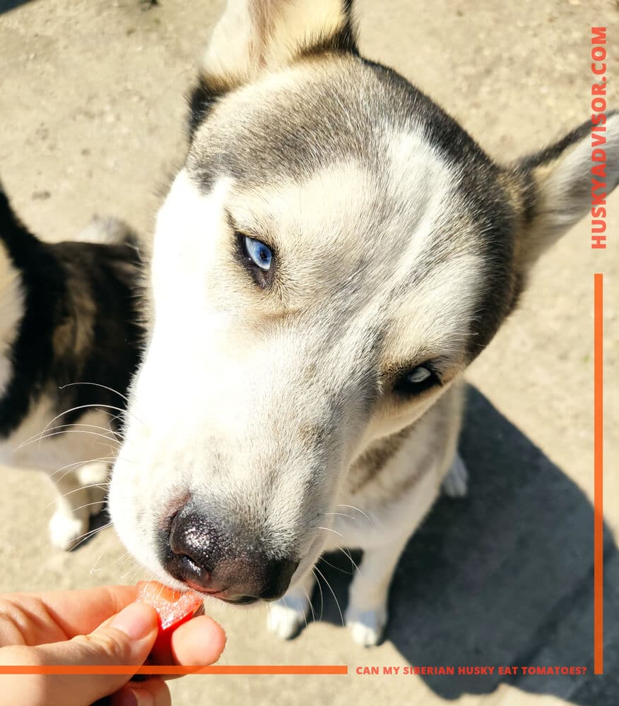 can my siberian husky eat tomatoes and fruits