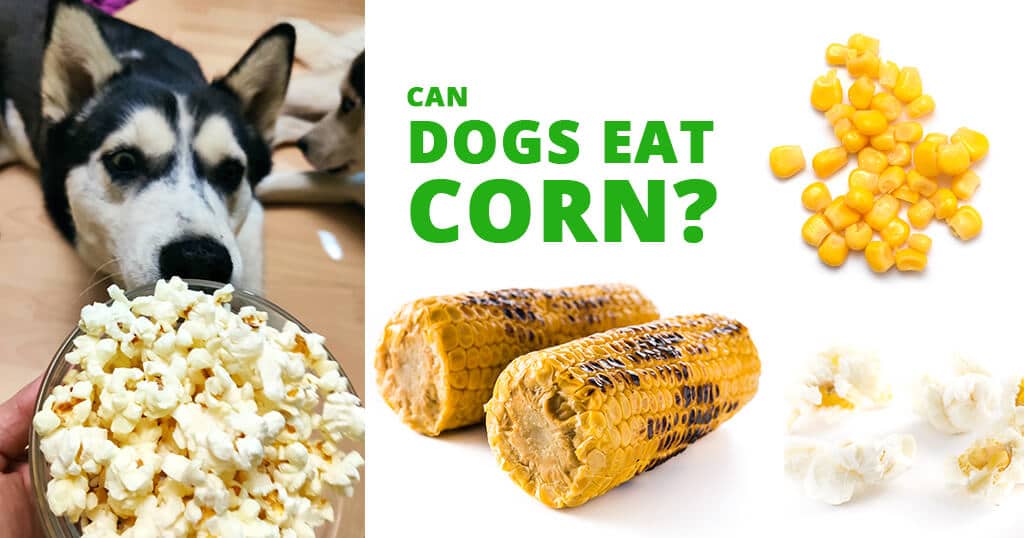 is corn bad for dogs