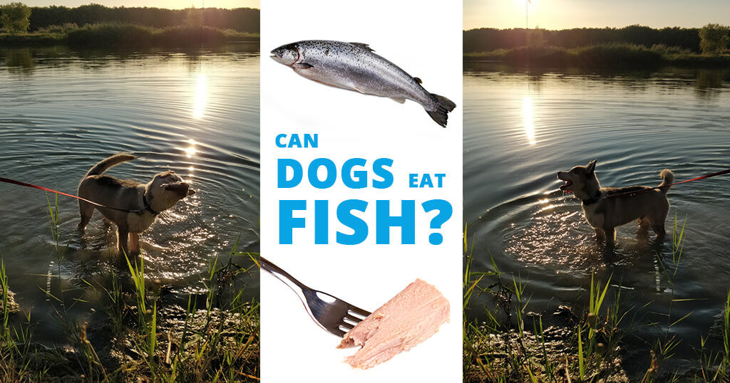 can dogs eat fish baked cooked grilled
