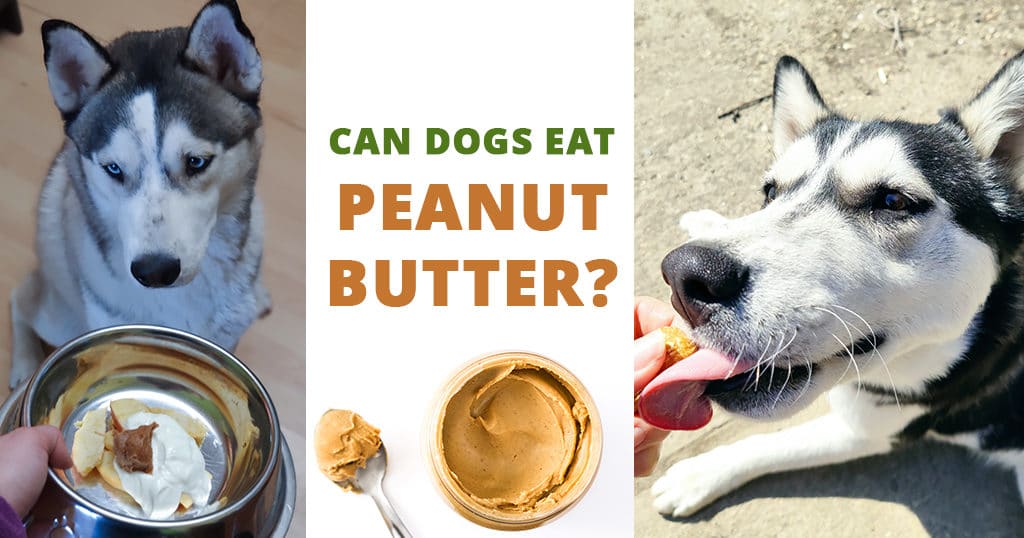 dogs and peanut butter