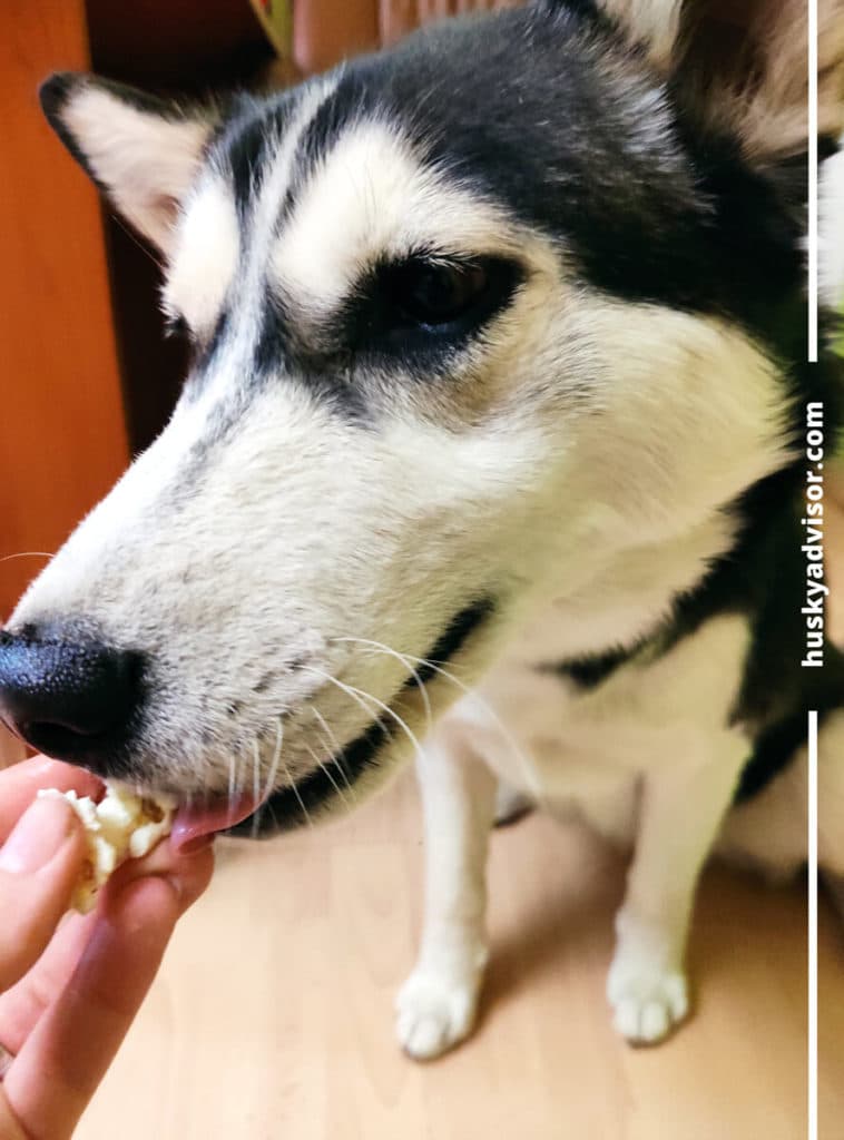 dogs can eat popcorn