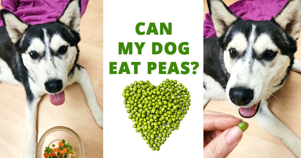 can my dog eat peas