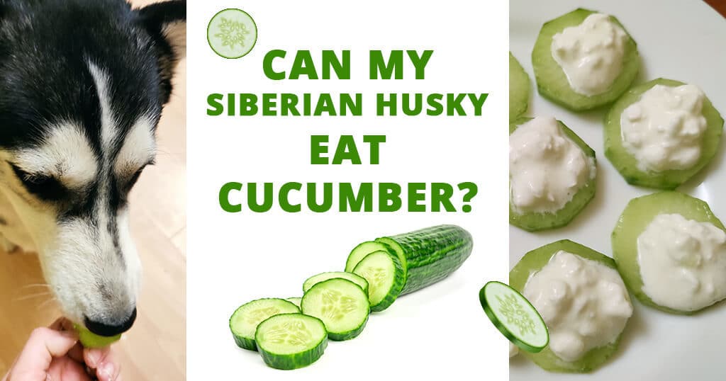 can my siberian husky eat cucumber vegetables dogs