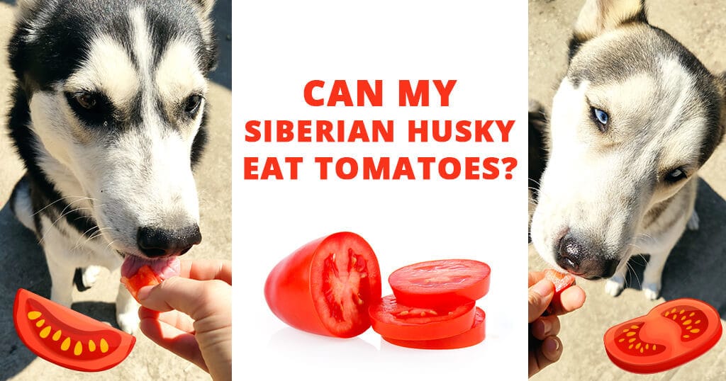 can my siberian husky eat tomatoes