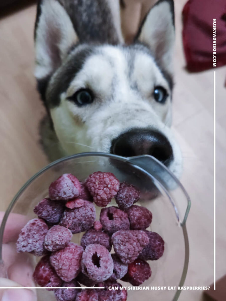 can Siberian husky eat frozen raspberries