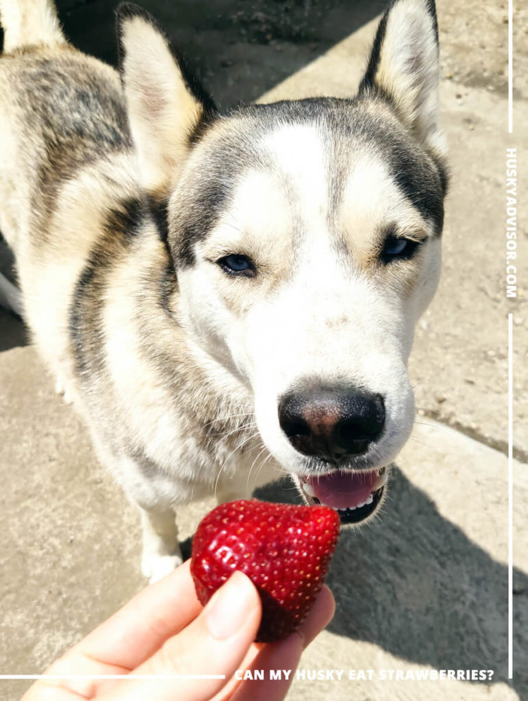 can my Siberian husky eat strawberries