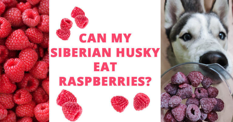 can my Siberian husky eat raspberries