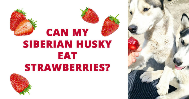 can my siberian husky eat strawberries fresh