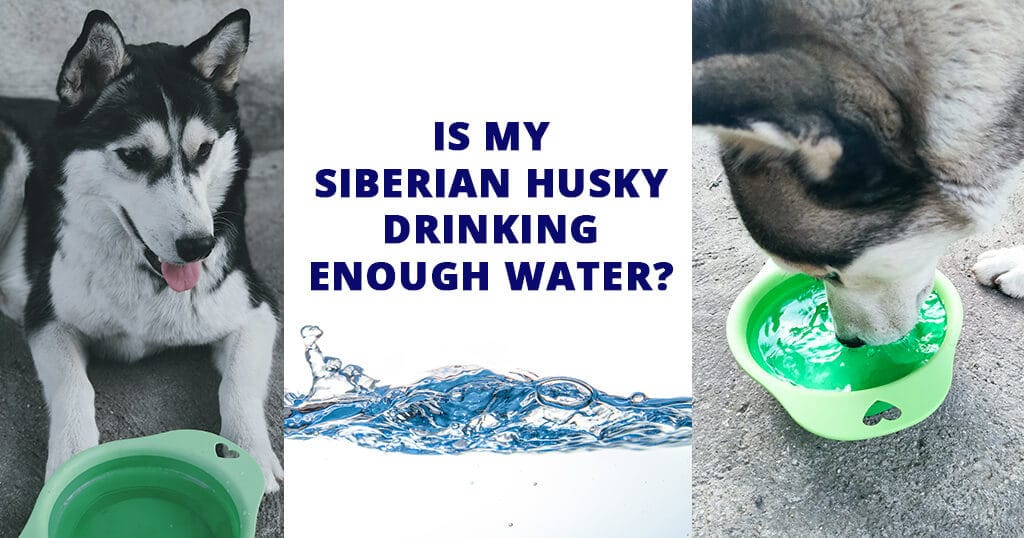 Siberian husky drink more water