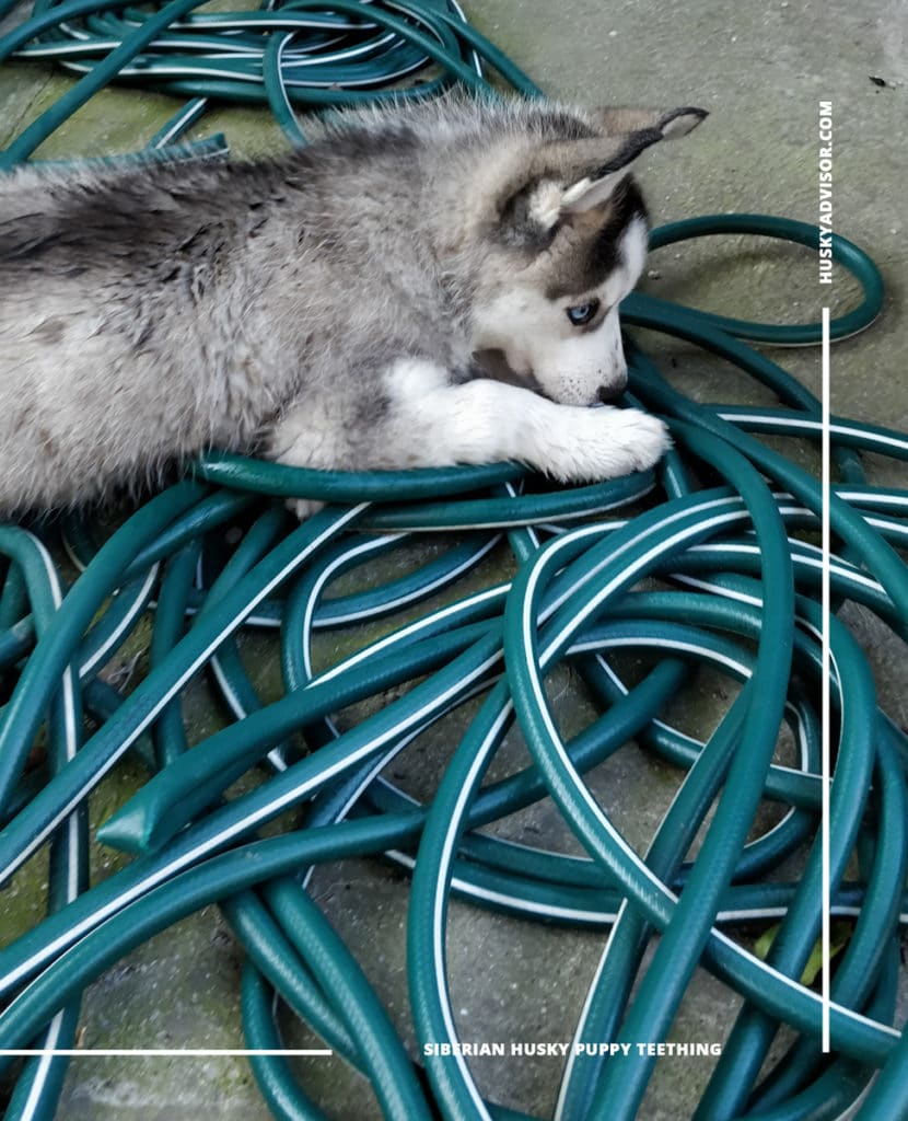 puppy husky chewing garden hose