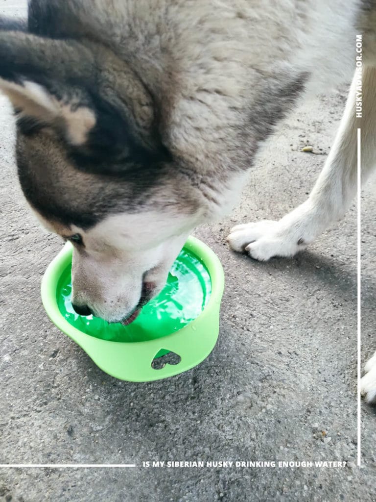 Siberian husky drink water hydrate your dog