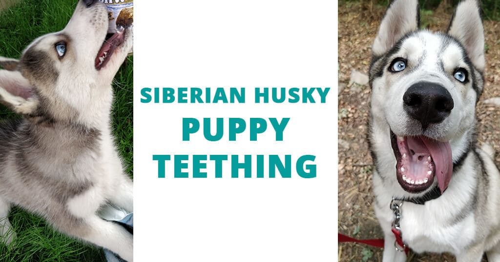 siberian husky puppy teething period