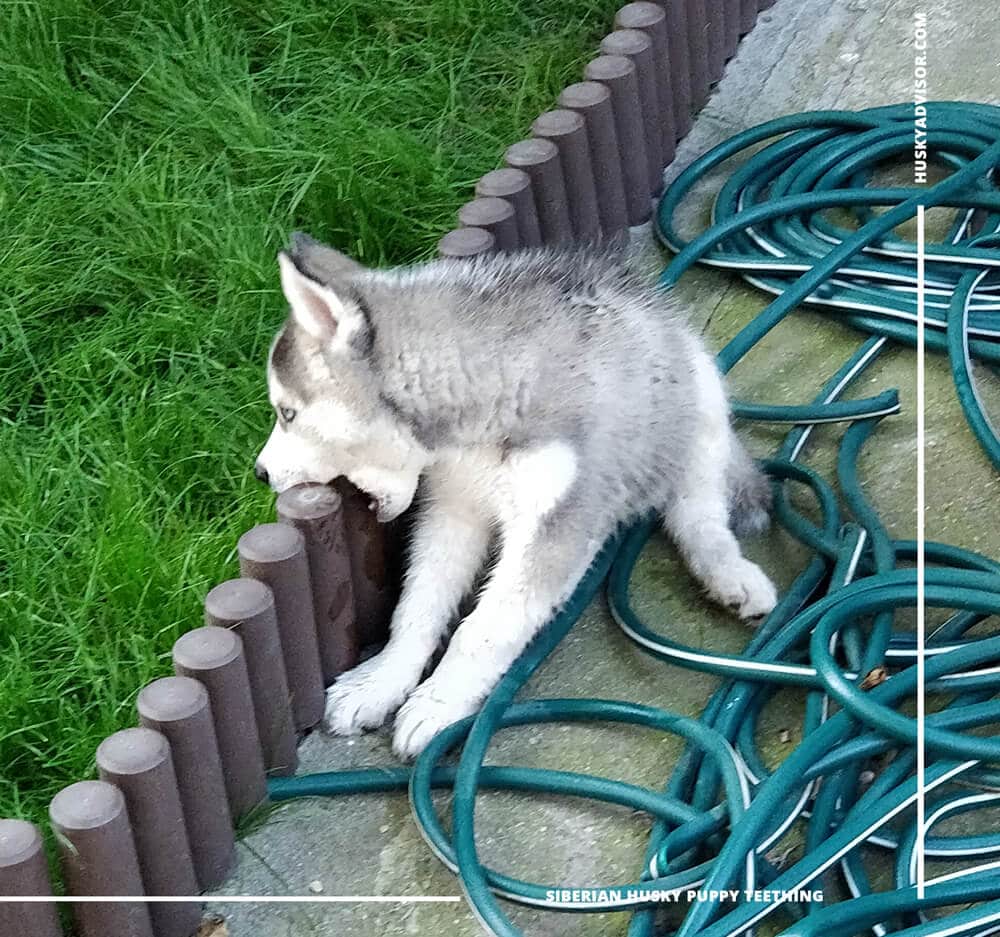 siberian husky puppy teething chewing fence