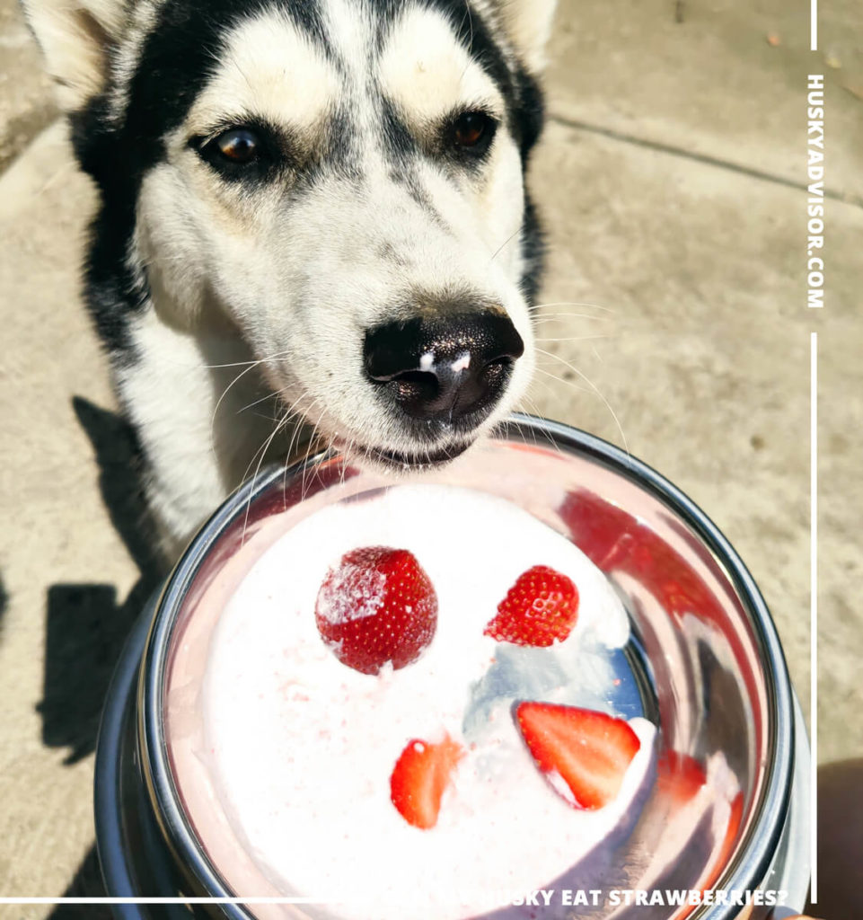 Siberian huskies can eat yogurt with strawberries