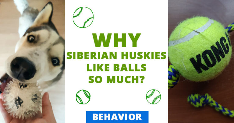 Why-Siberian-huskies-like-balls-so-much-toys-behavior-training