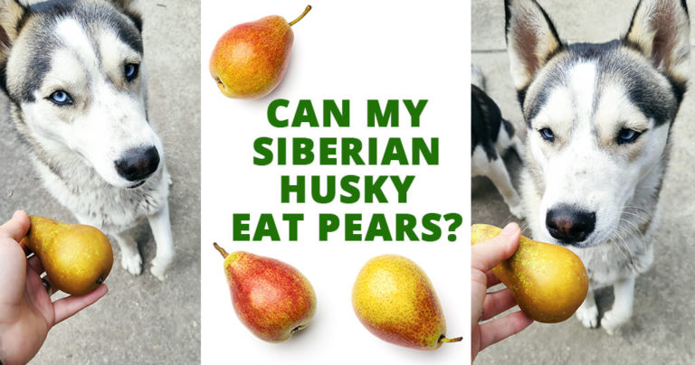 can my Siberian husky eat pears