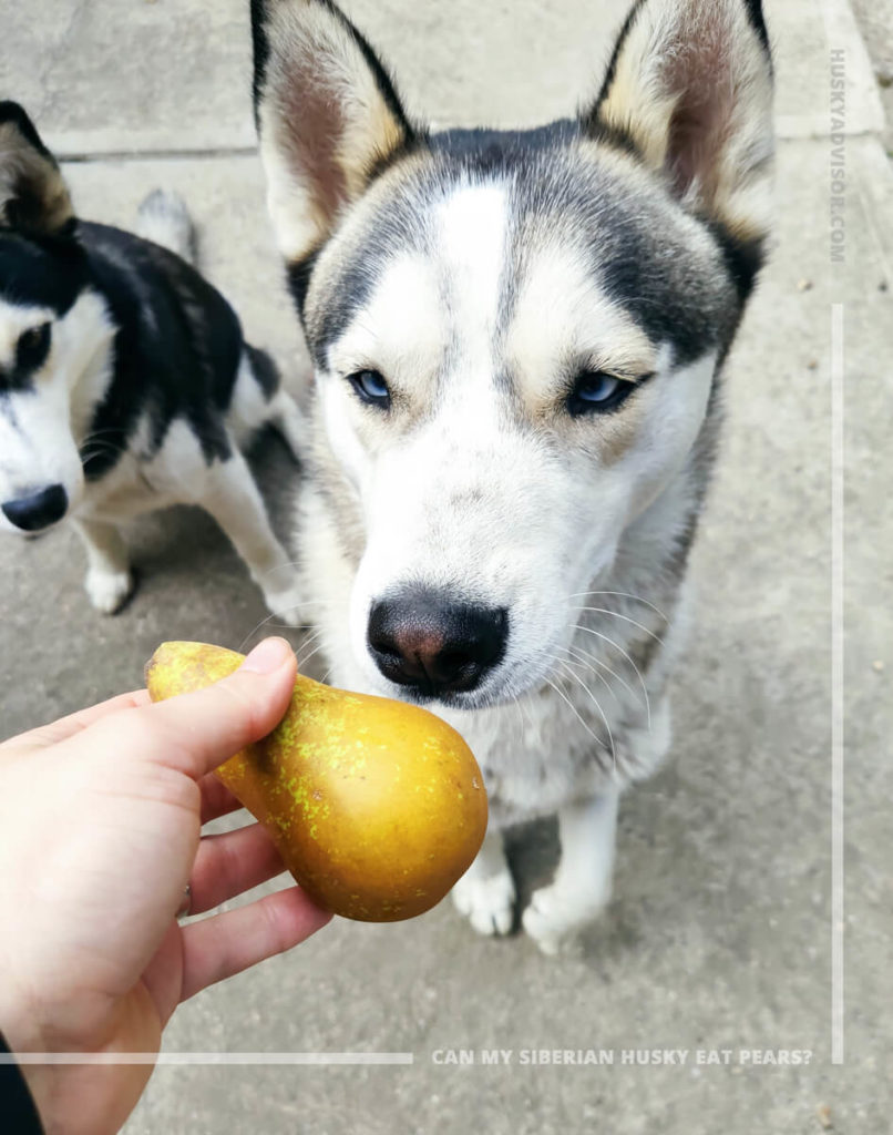 Dogs can eat pears
