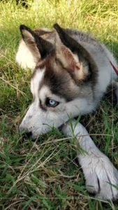 Siberian husky with blue eyes lying on the grass