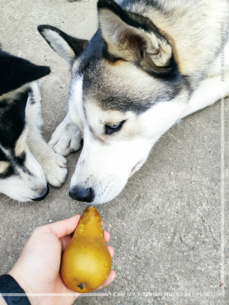 can my Siberian husky eat pears