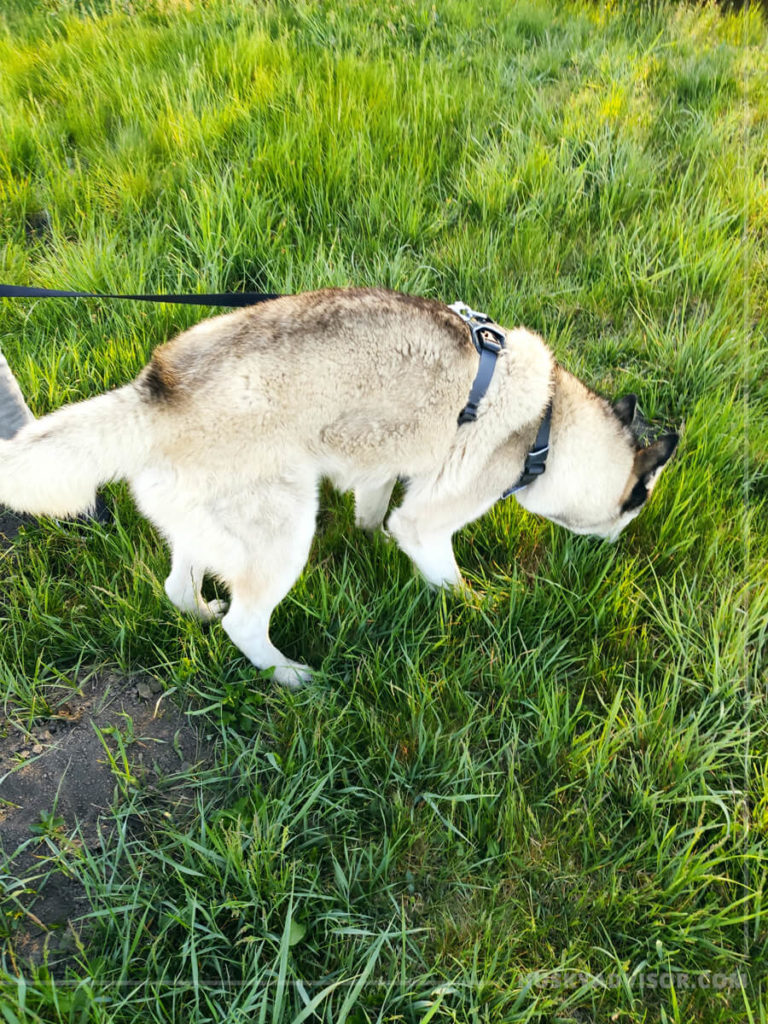 Siberian husky sniffing and nibbling grass