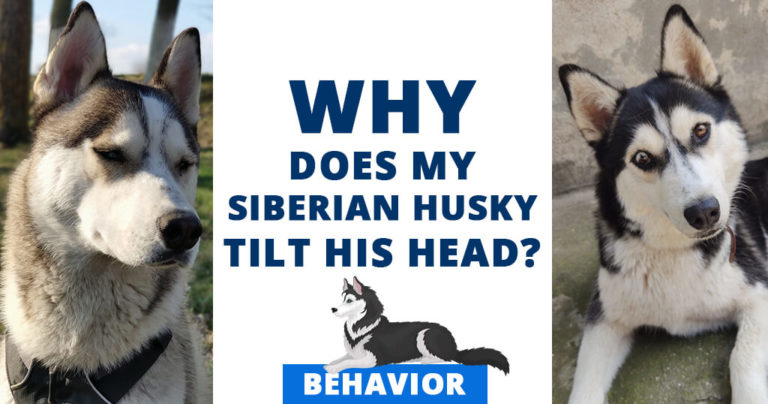 Siberian husky tilt his head