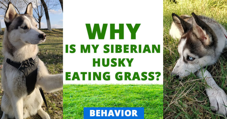 why is my siberian husky eating grass