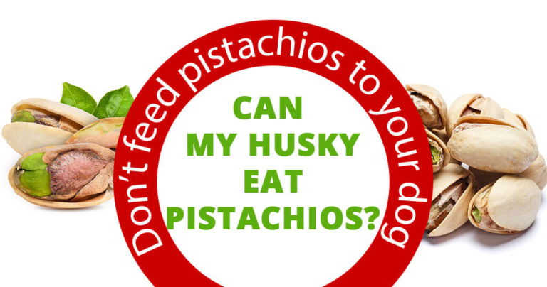 can my husky eat pistachios