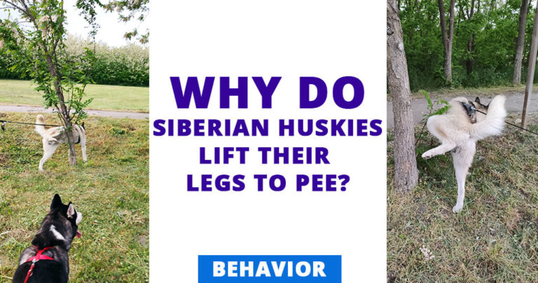 do do siberian huskies lift their legs to pee dogs behavior