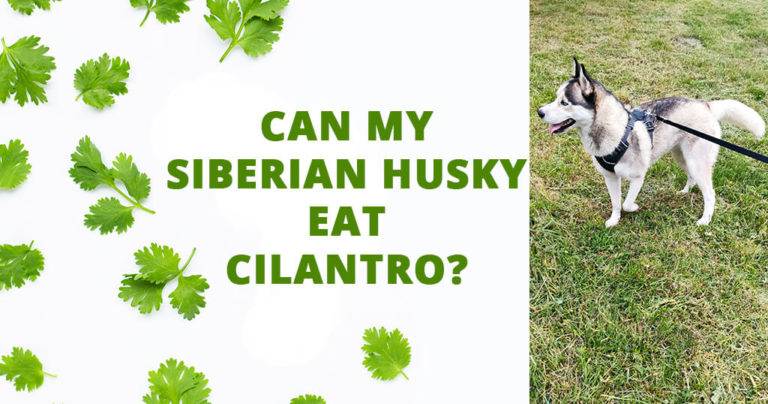 can my husky eat cilantro dog food herbs