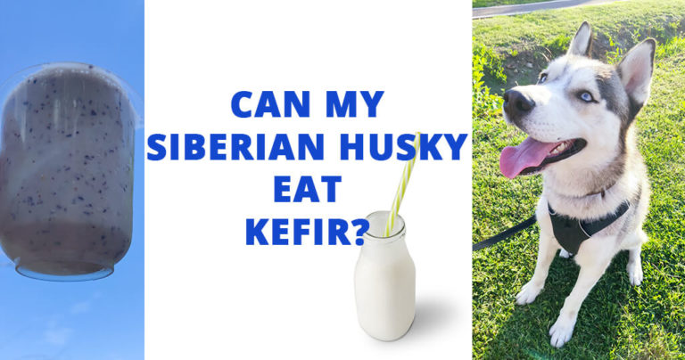 can-my-siberian-husky-eat-kefir-dog-diet