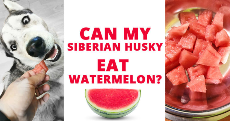 can-my-siberian-husky-eat-watermelon-fruits-dog