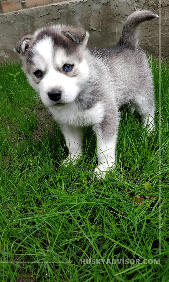 husky puppies in my area