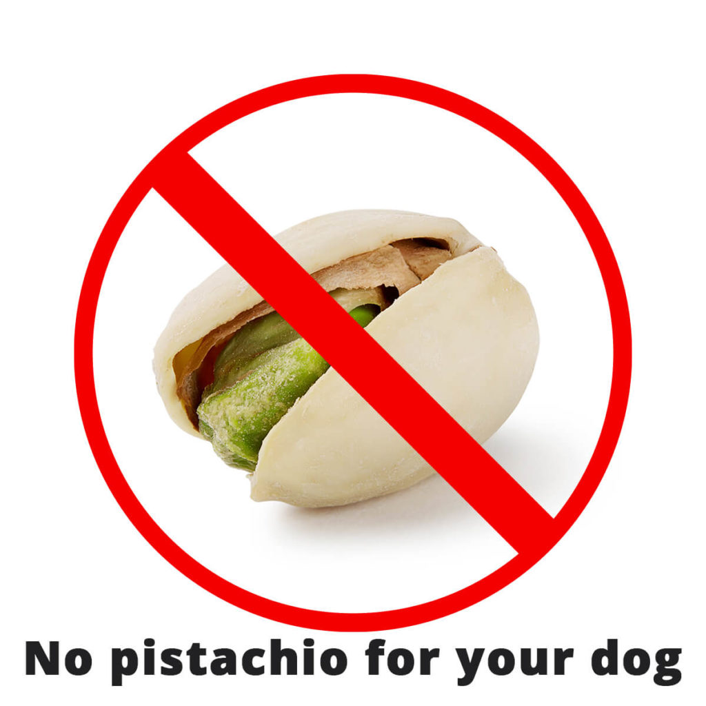 my dog can't eat pistachio