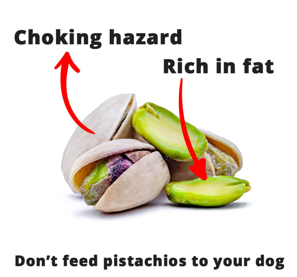 pistachios are bad for dogs