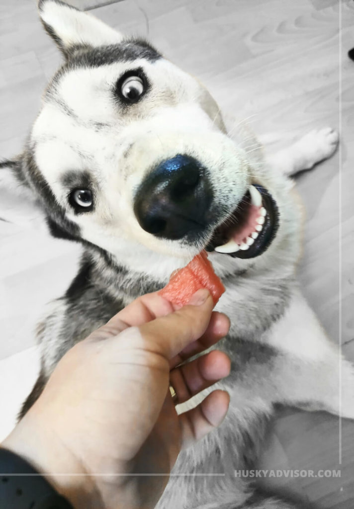 Siberian husky can eat watermelon