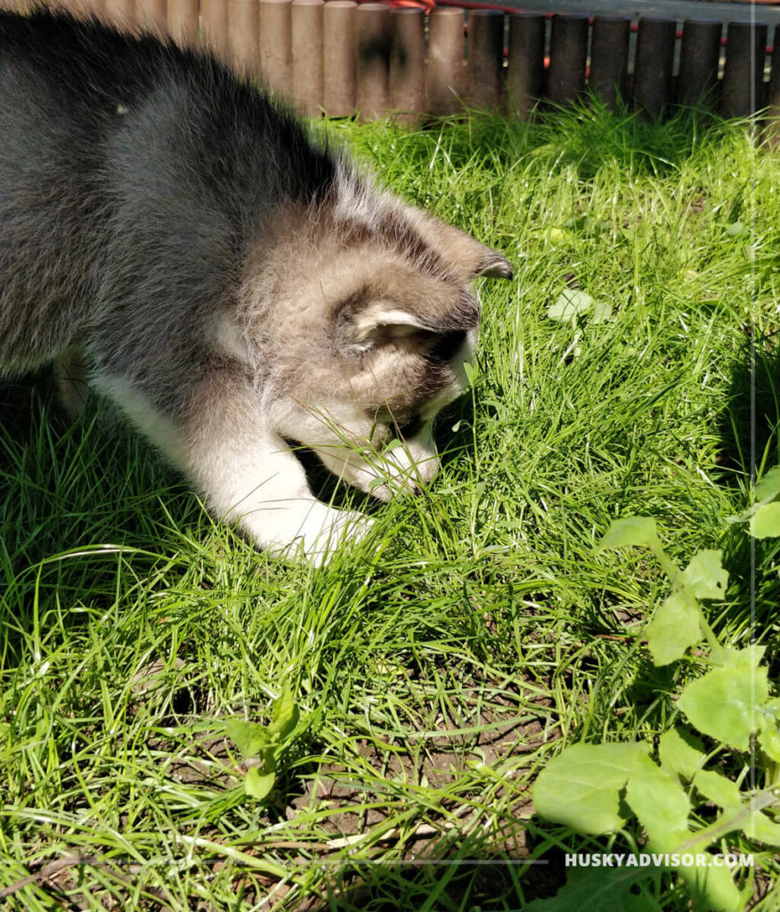 Siberian husky in the garden