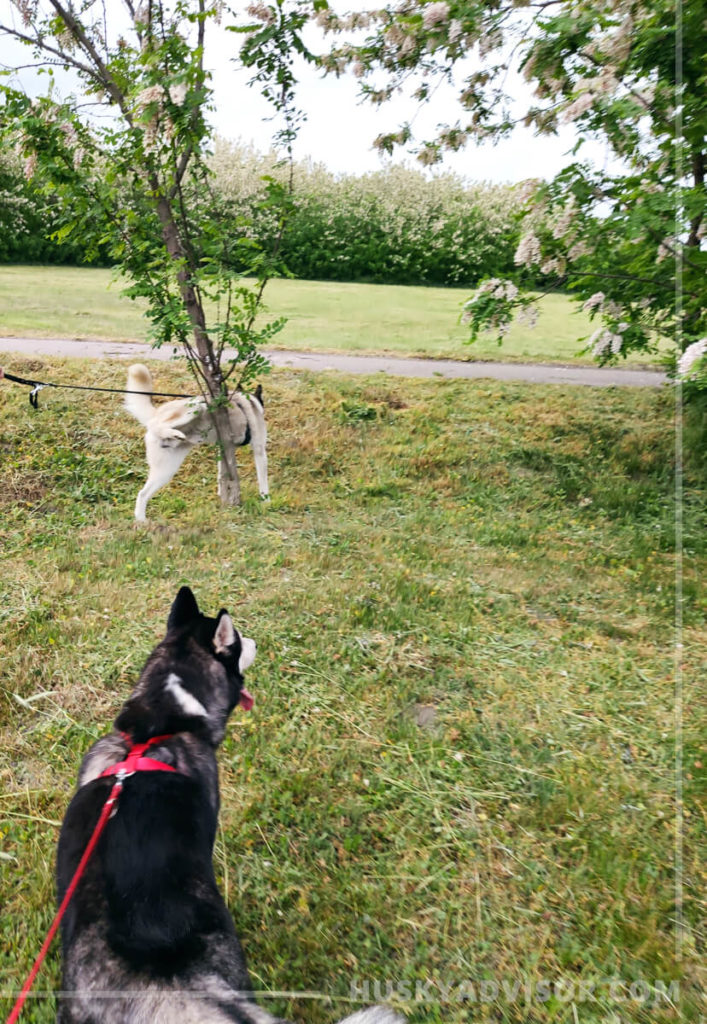 huskies behavior on a walk
