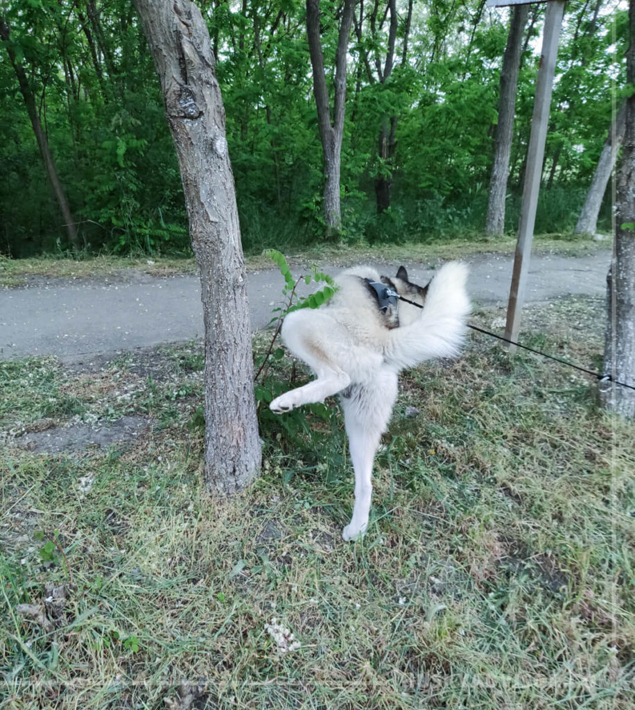 Siberian husky lifting his leg to pee