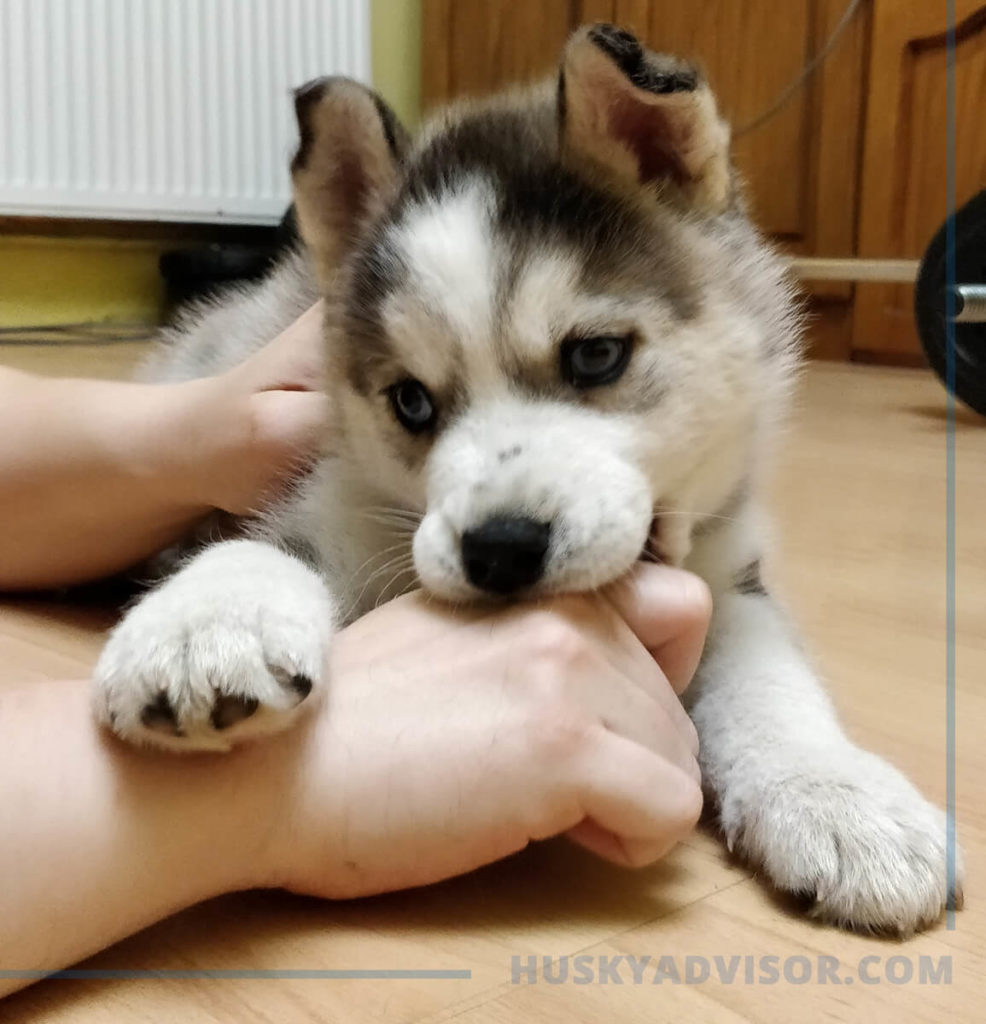 Siberian husky nibbling hand