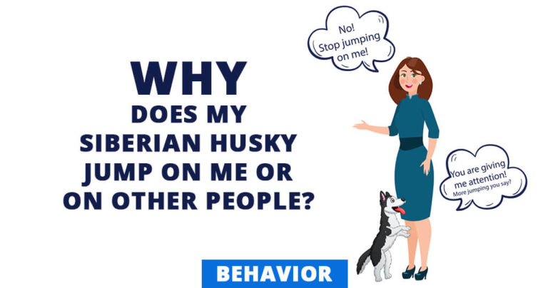 why-does-my-siberian-husky-jump-on-me-dog-behavior