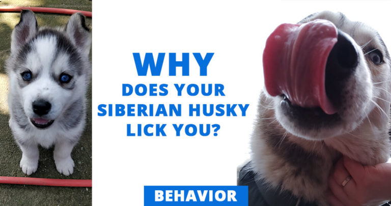 why-does-your-Siberian-husky-lick-you-behavior-dogs