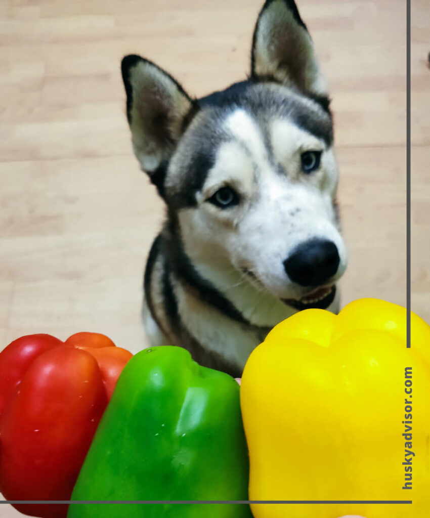 can my husky eat bell peppers