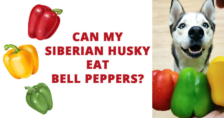 can my husky eat red bell peppers
