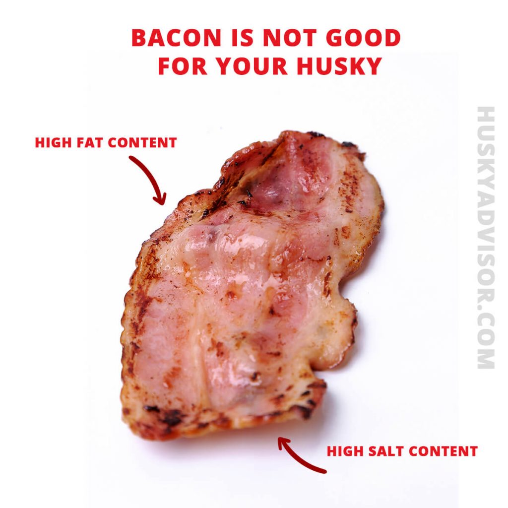 Can my husky eat bacon